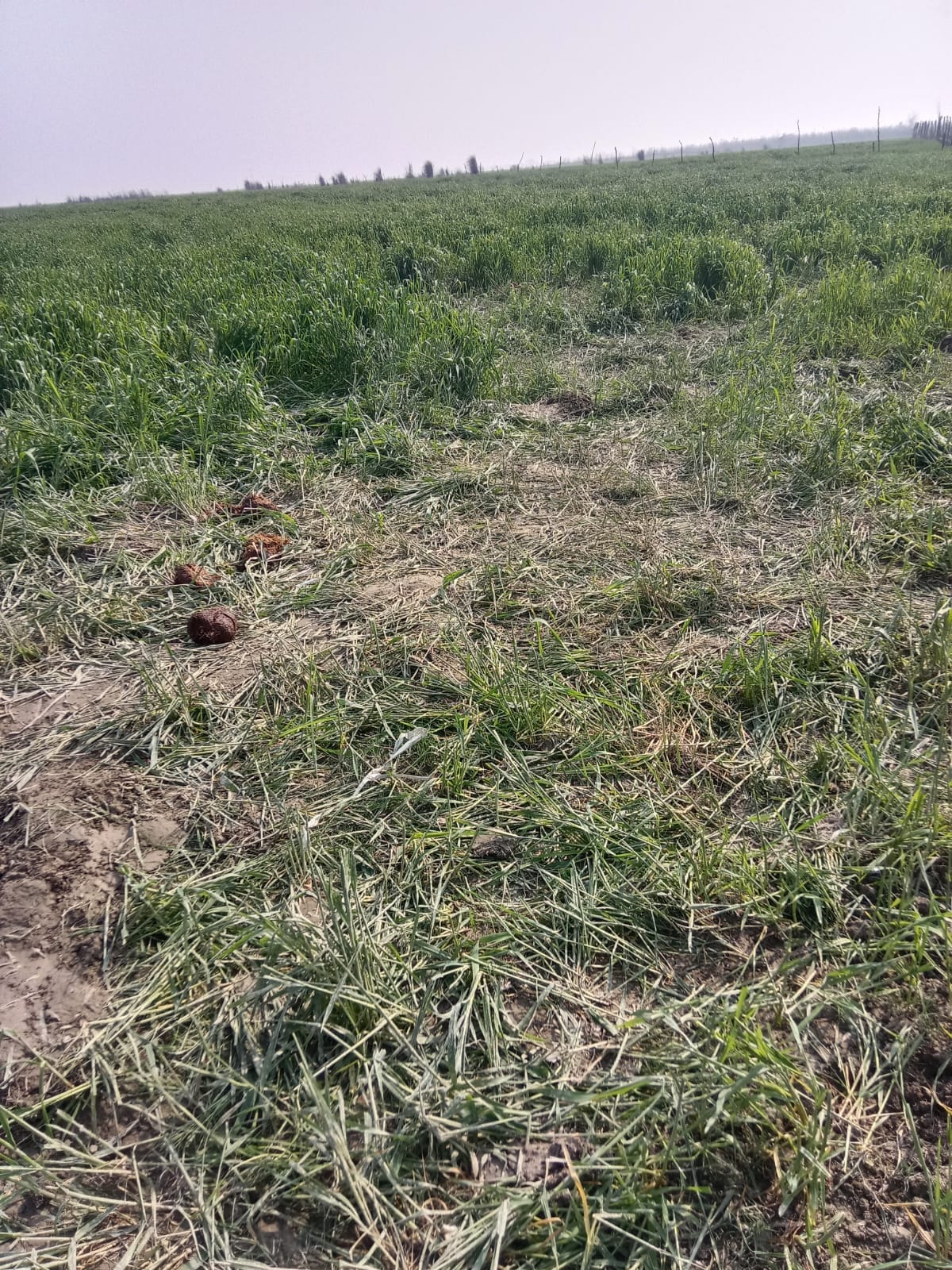 खेतों में हुए नुकसान को दिखाते किसान। स्रोत ग्रामीण