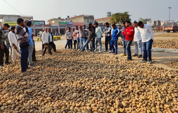 बाबैन। अनाजमंडी में आलू की खरीद करते हुए व्यापारी। संवाद