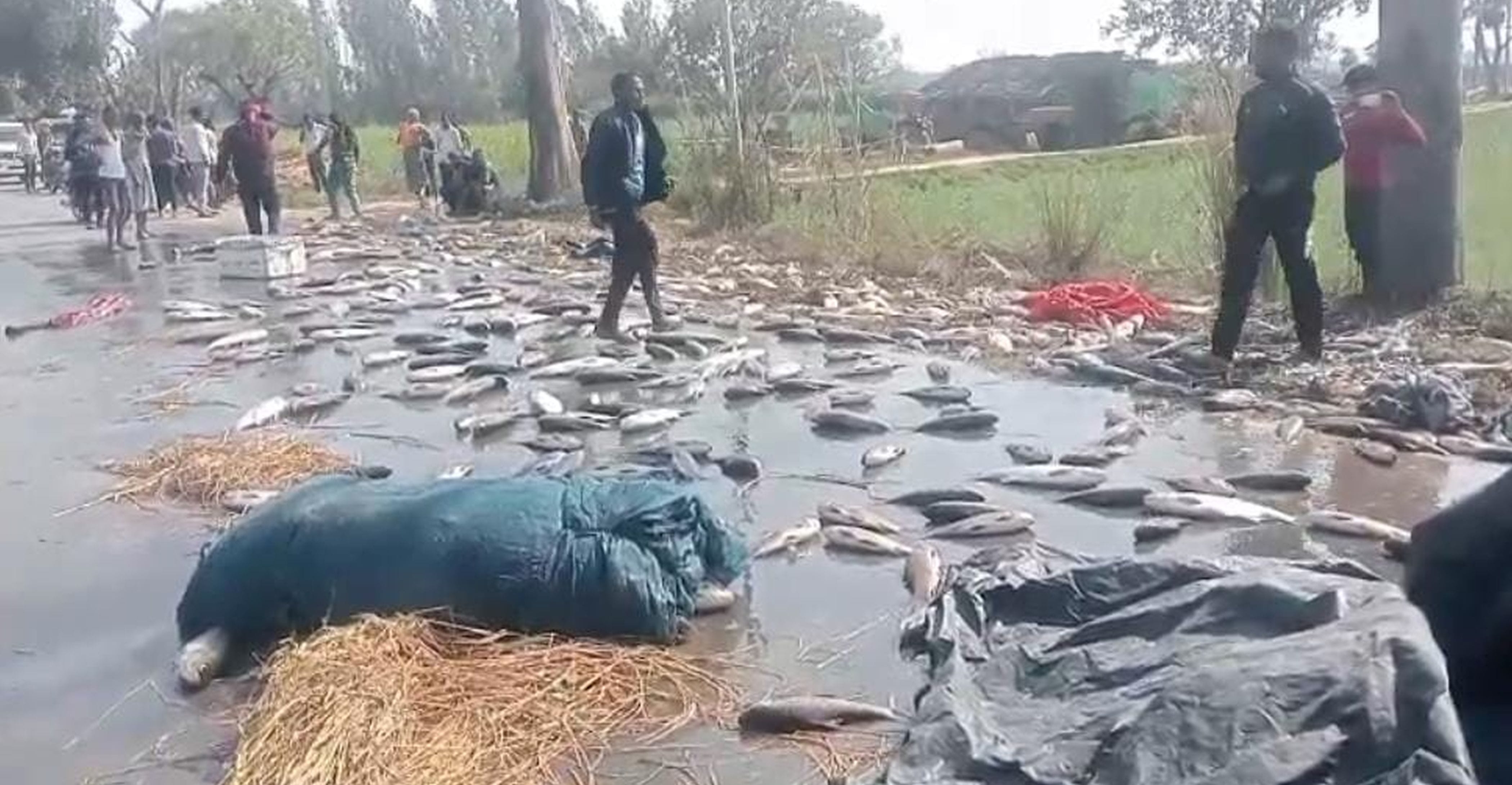 फोटो-18-लोडर पलटने में रोड पर बिखरी मछलियां। संवाद फोटो-18-लोडर पलटने में रोड पर बिखरी मछलियां। संवाद