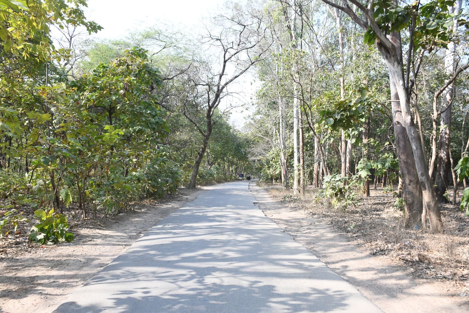 कुकरैल क्षेत्र में नाइट सफारी बनाया जाना है। कुकरैल क्षेत्र में नाइट सफारी बनाया जाना है।