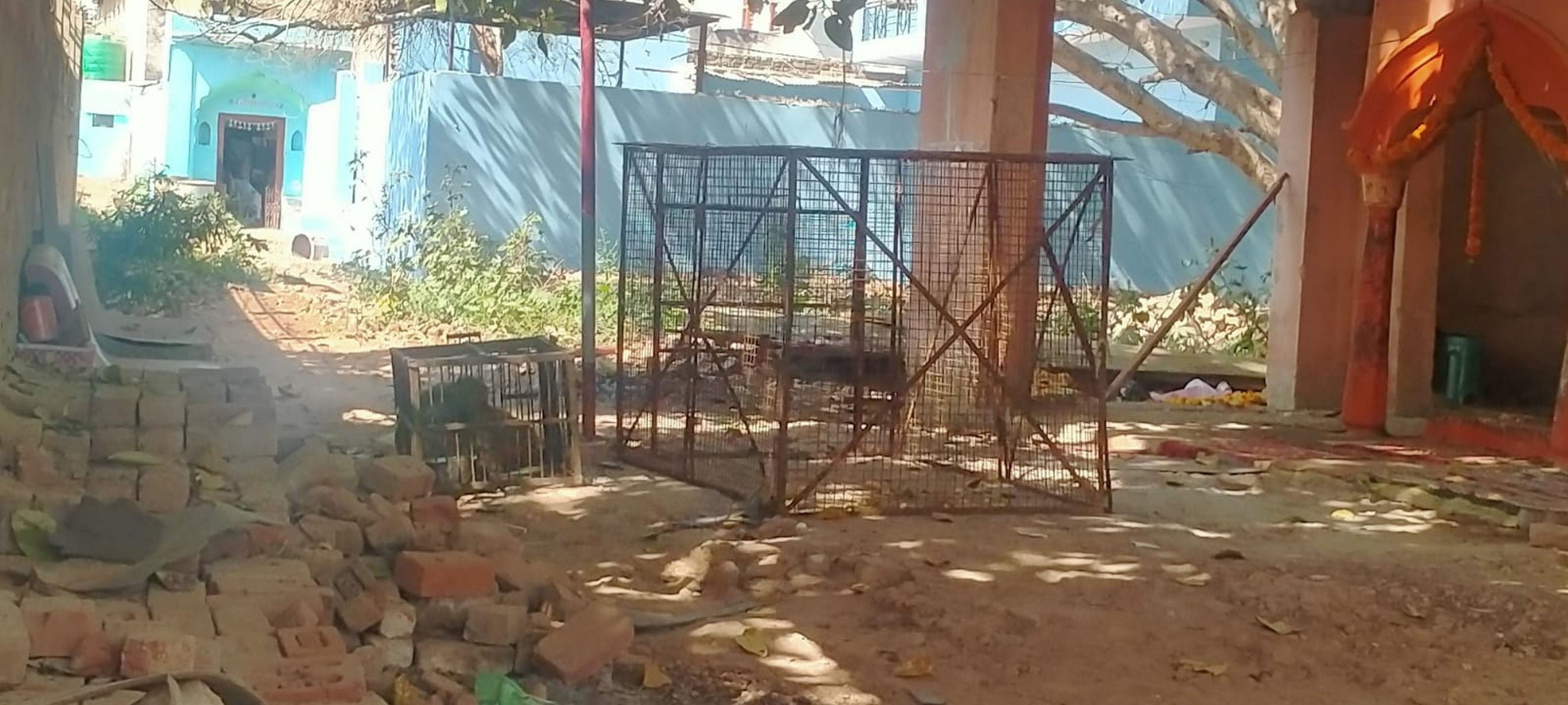 फोटो संख्या:61 शहर जवाहर नगर में बंदर को पिंजरे पकड़ने की कोशिश करता कर्मी। संवाद फोटो संख्या:61 शहर जवाहर नगर में बंदर को पिंजरे पकड़ने की कोशिश करता कर्मी। संवाद