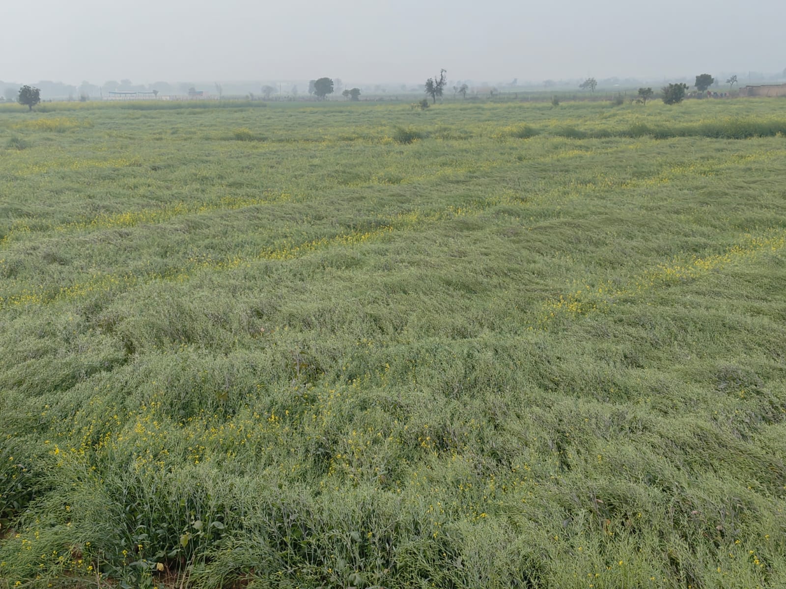 अनाज मंडी मार्ग पर हुआ बूंदाबांदी के बाद हुआ जलभराव। संवाद अनाज मंडी मार्ग पर हुआ बूंदाबांदी के बाद हुआ जलभराव। संवाद