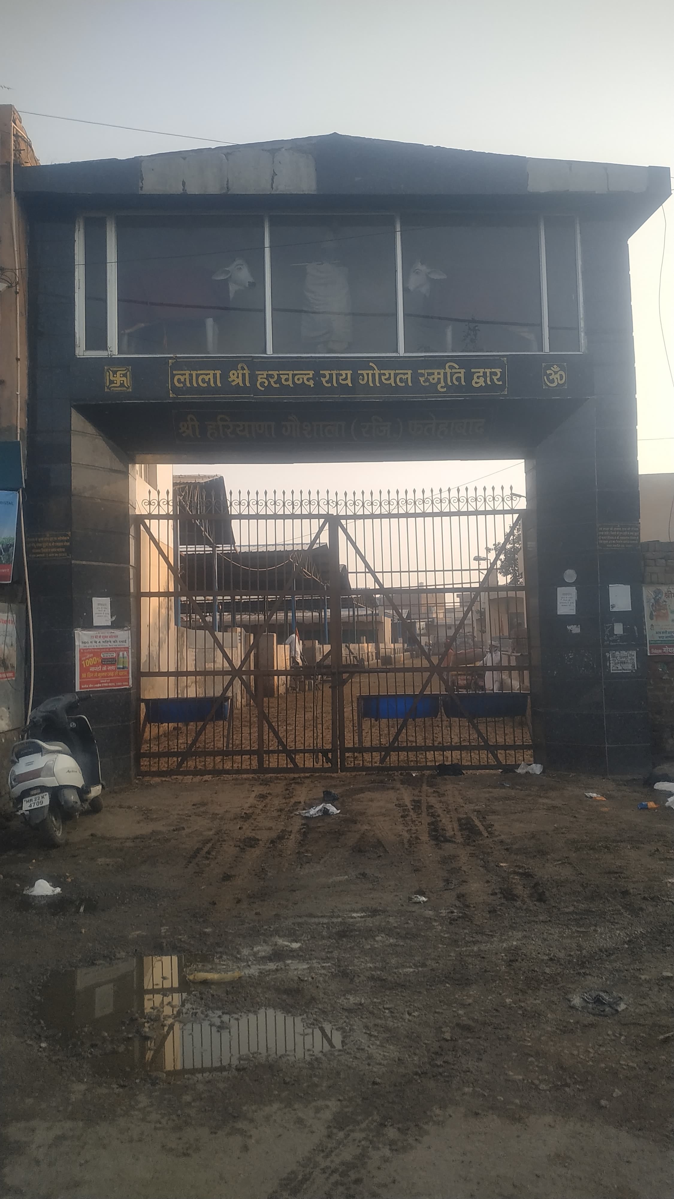 जिले की एक गोशाला में गोवंश की हालत । संवाद जिले की एक गोशाला में गोवंश की हालत । संवाद