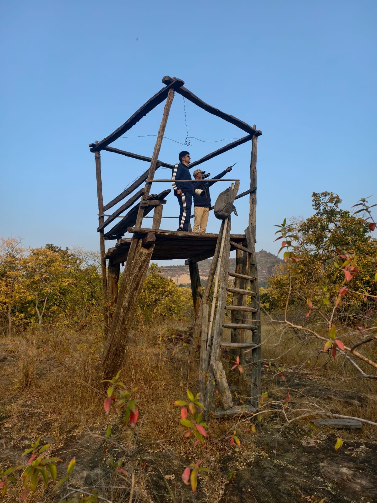 बांधवगढ़ में गिद्धों की बड़ी गणना शुरू, पहले दिन 139 बीटों में चला सघन सर्वे बांधवगढ़ में गिद्धों की बड़ी गणना शुरू, पहले दिन 139 बीटों में चला सघन सर्वे