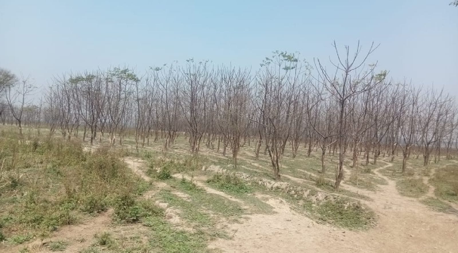 बाढ़ के पानी में बह गए सभी पौधे। संवाद बाढ़ के पानी में बह गए सभी पौधे। संवाद