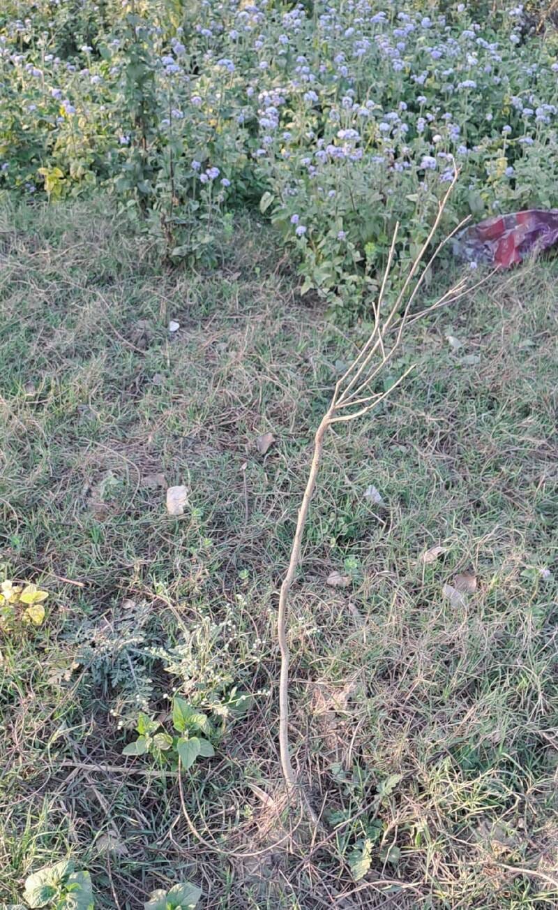 बाढ़ के पानी में बह गए सभी पौधे। संवाद बाढ़ के पानी में बह गए सभी पौधे। संवाद