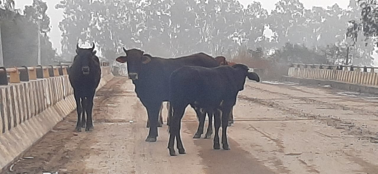 गोबिंदपुरी रोड से गुजरते लावारिस गोवंश।