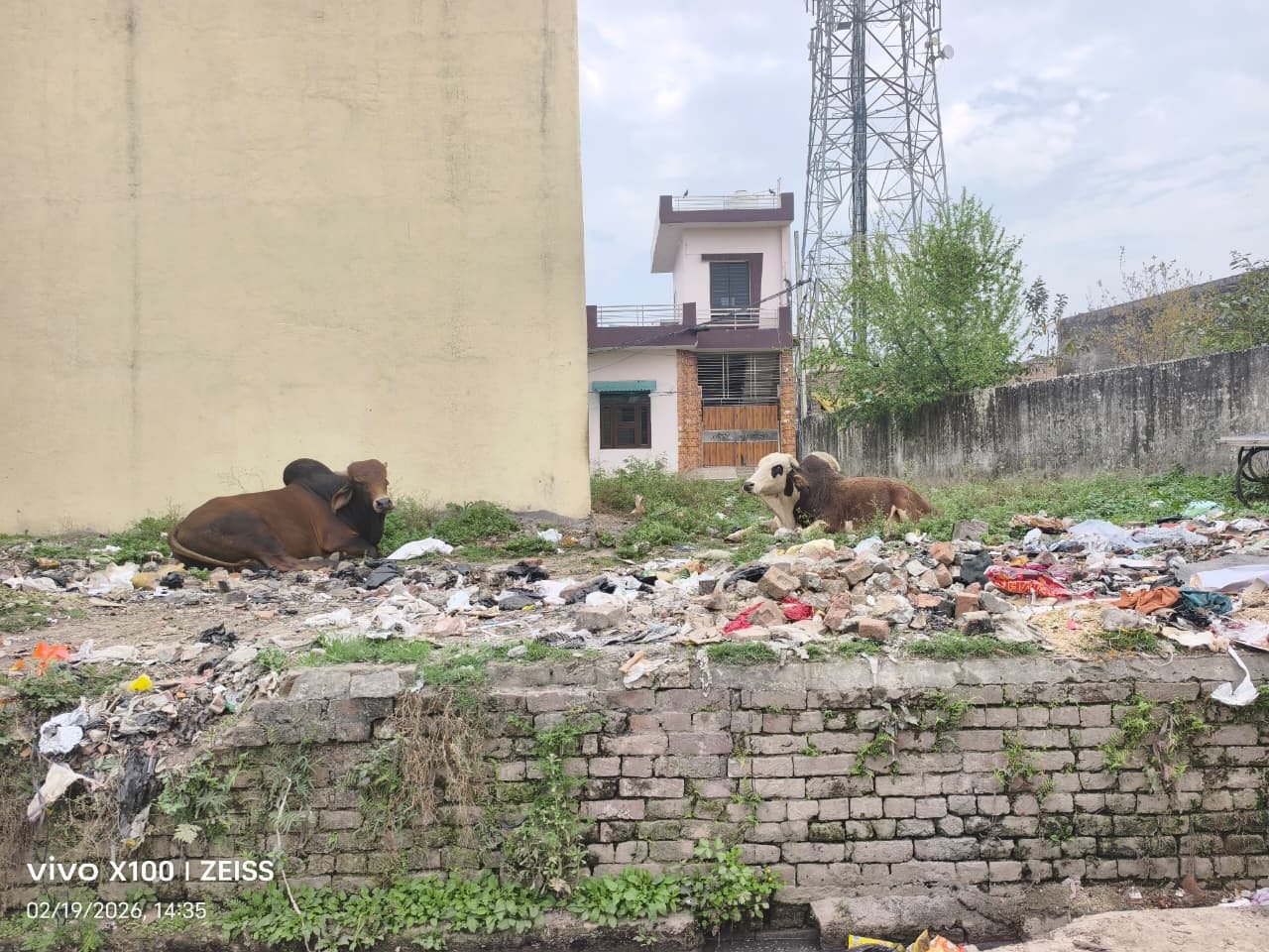 गोबिंदपुरी रोड से गुजरते लावारिस गोवंश।