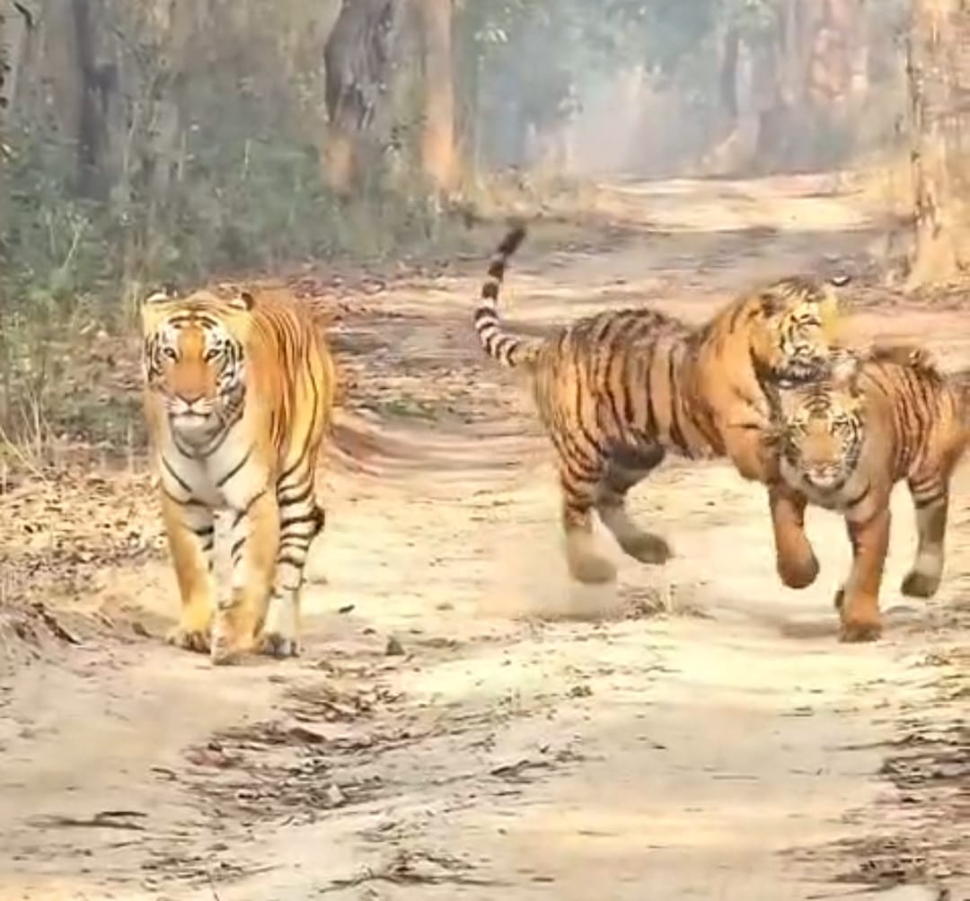 माधोटांडा सीएचसी में घायल का उपचार करते चिकित्सक। संवाद माधोटांडा सीएचसी में घायल का उपचार करते चिकित्सक। संवाद
