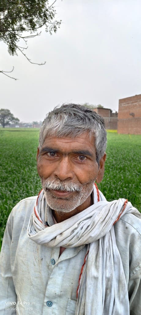 पक कर तैयार सरसों की फसल पक कर तैयार सरसों की फसल