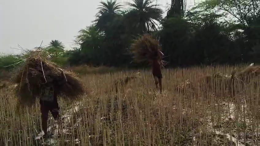 नहर ओवरफ्लो होने से खेत में भरा पानी। संवाद नहर ओवरफ्लो होने से खेत में भरा पानी। संवाद