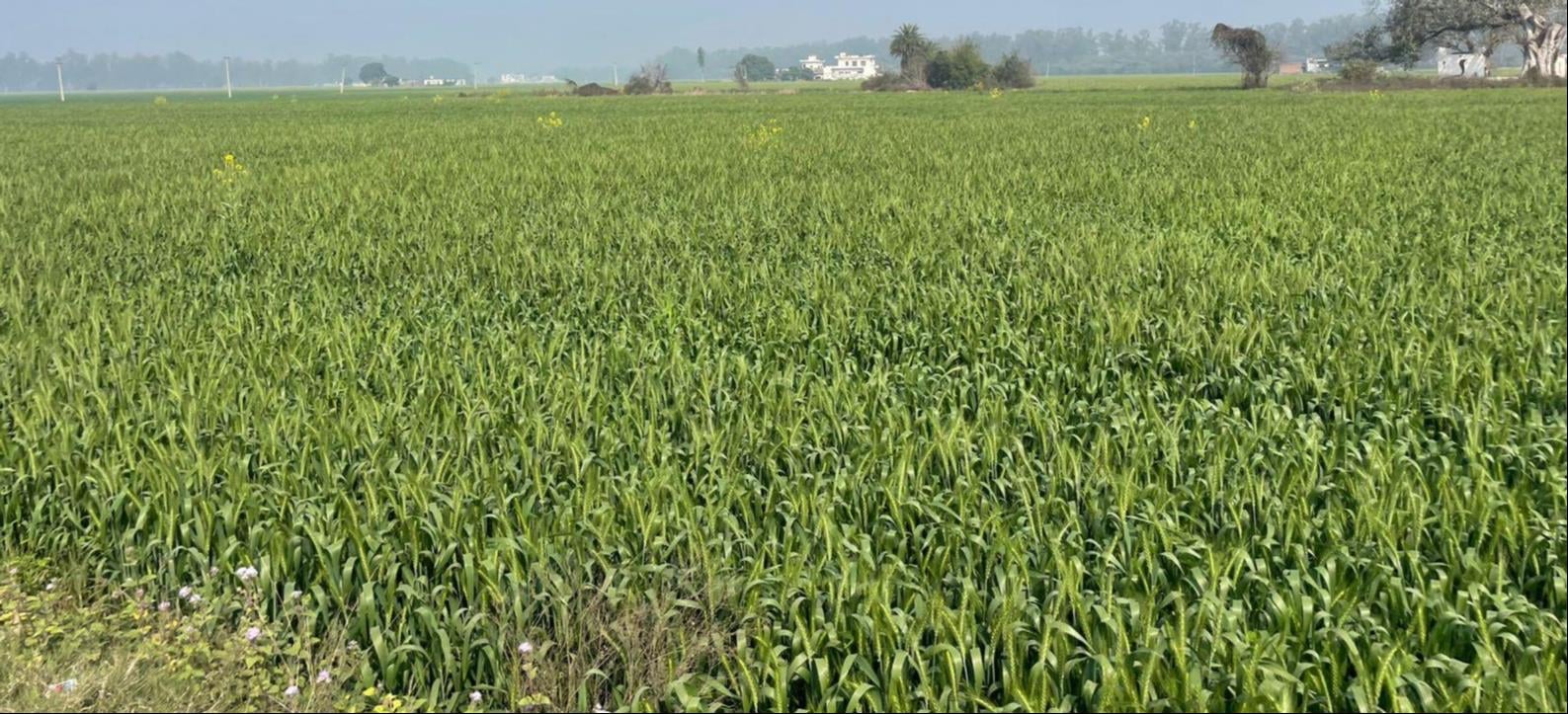 कुरुक्षेत्र। खेतों में खड़ी गेहूं की फसल। संवाद कुरुक्षेत्र। खेतों में खड़ी गेहूं की फसल। संवाद