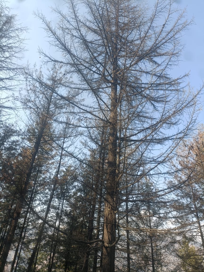 कोटखाई के कंवर बाग में जंगल के बीच डंप की गई सेब की बोरियां। संवाद