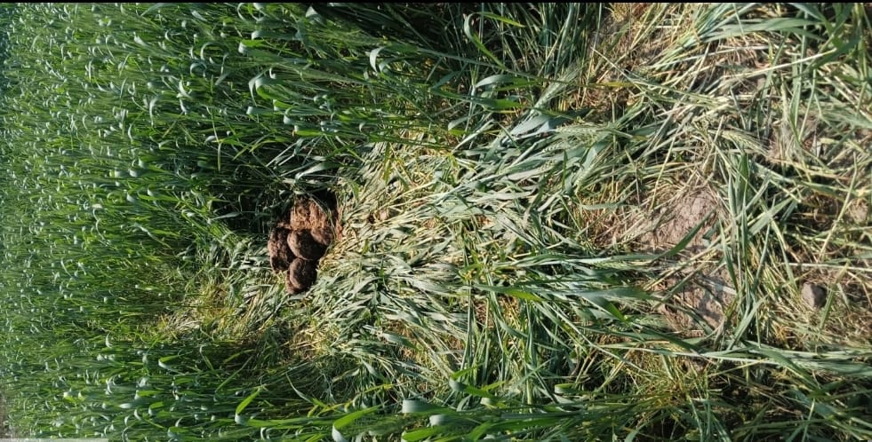 पांवटा साहिब के बातामंडी में हाथियों द्वारा पहुंचाया गया नुकसान/ स्तोत्र : वन टीम पांवटा साहिब के बातामंडी में हाथियों द्वारा पहुंचाया गया नुकसान/ स्तोत्र : वन टीम