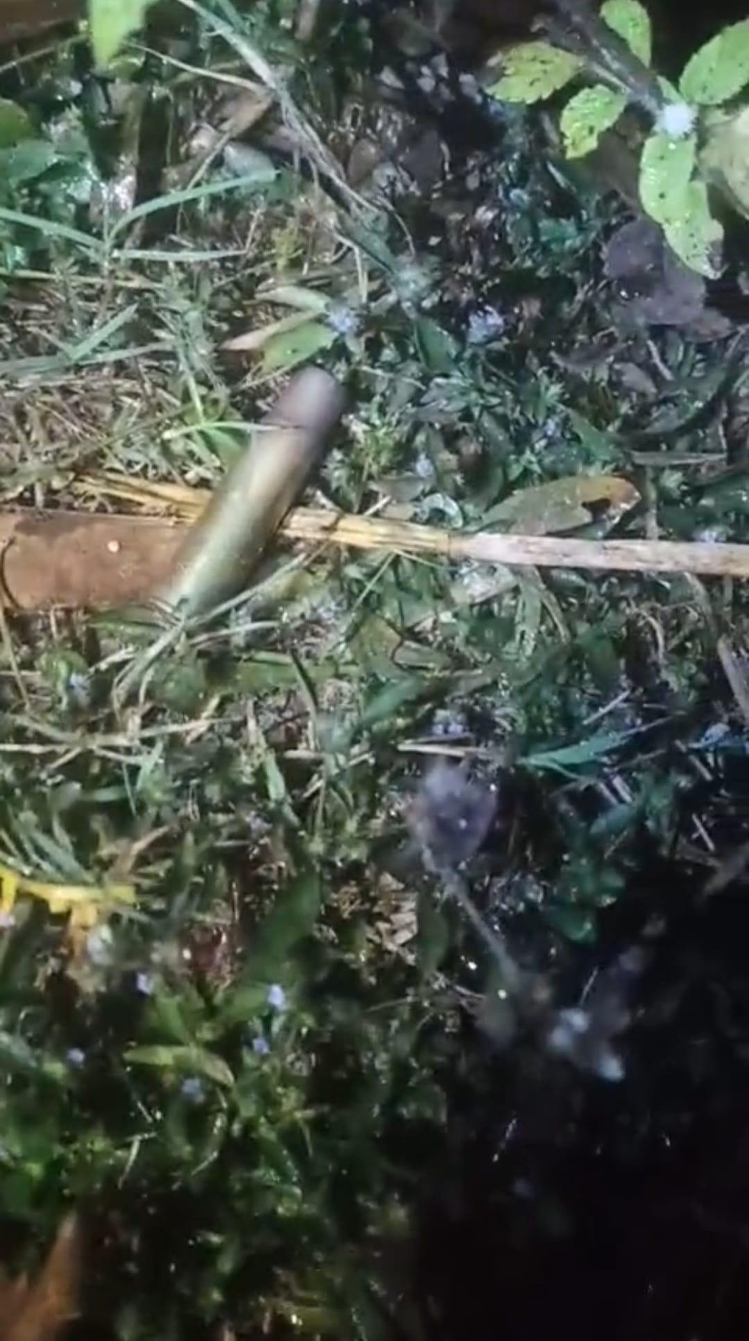 गोलीबारी