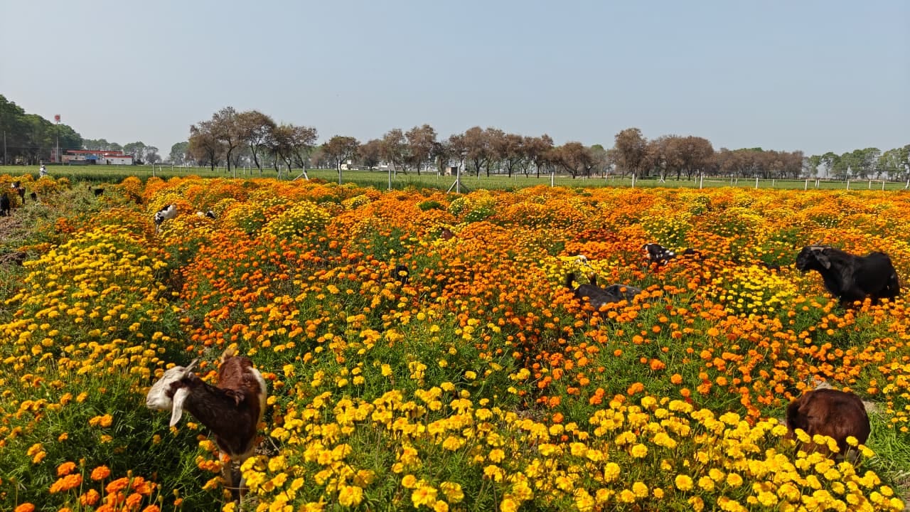 गांव बिसला में गेंदा फूल की फसल को नष्ट करता किसान। संवाद गांव बिसला में गेंदा फूल की फसल को नष्ट करता किसान। संवाद