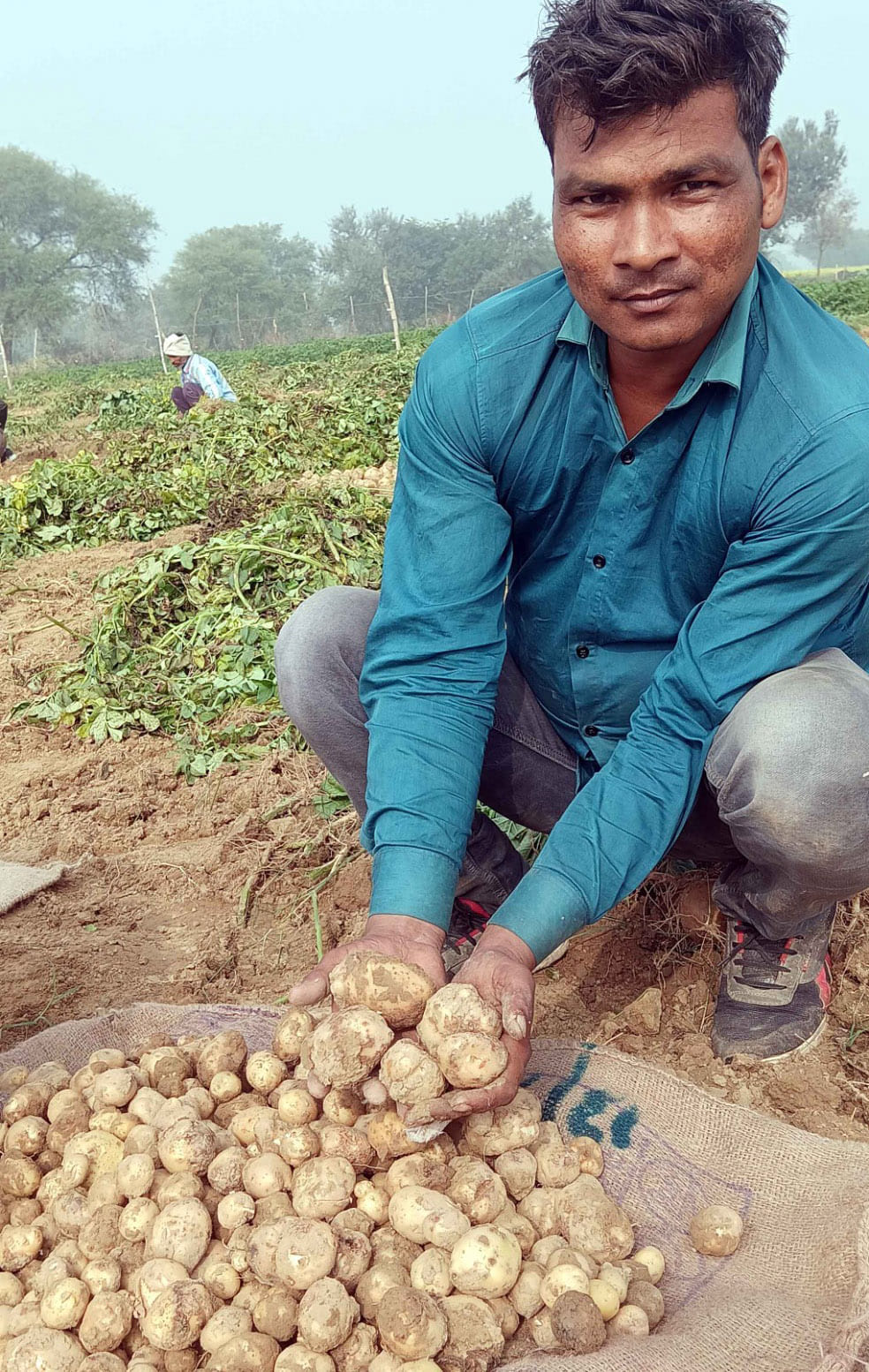आलू की खुदाई, चेचक से हुआ दागी आलू की खुदाई, चेचक से हुआ दागी