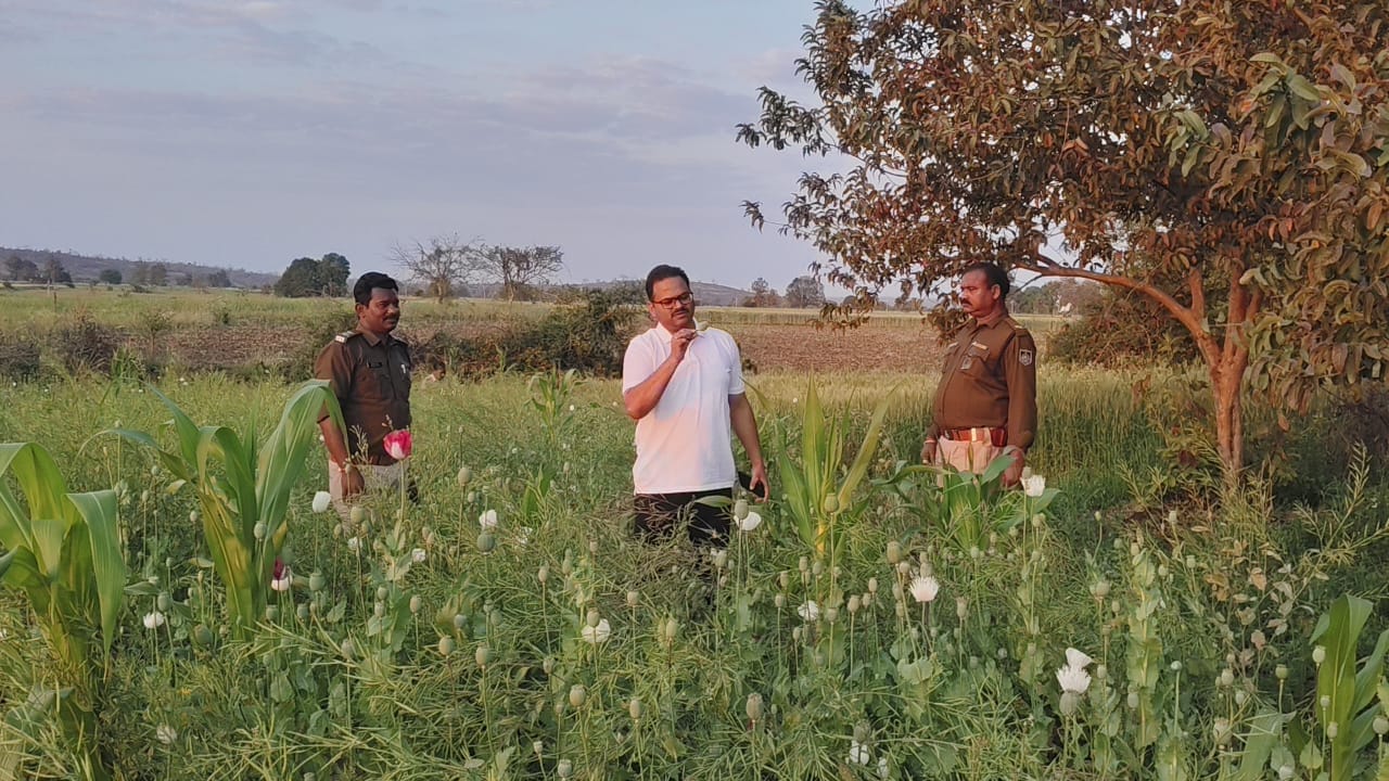 अवैध अफीम को खेती का निरक्षण करने बाइक से पहुंचे दमोह एसपी श्रुतकीर्ति सोमवंशी