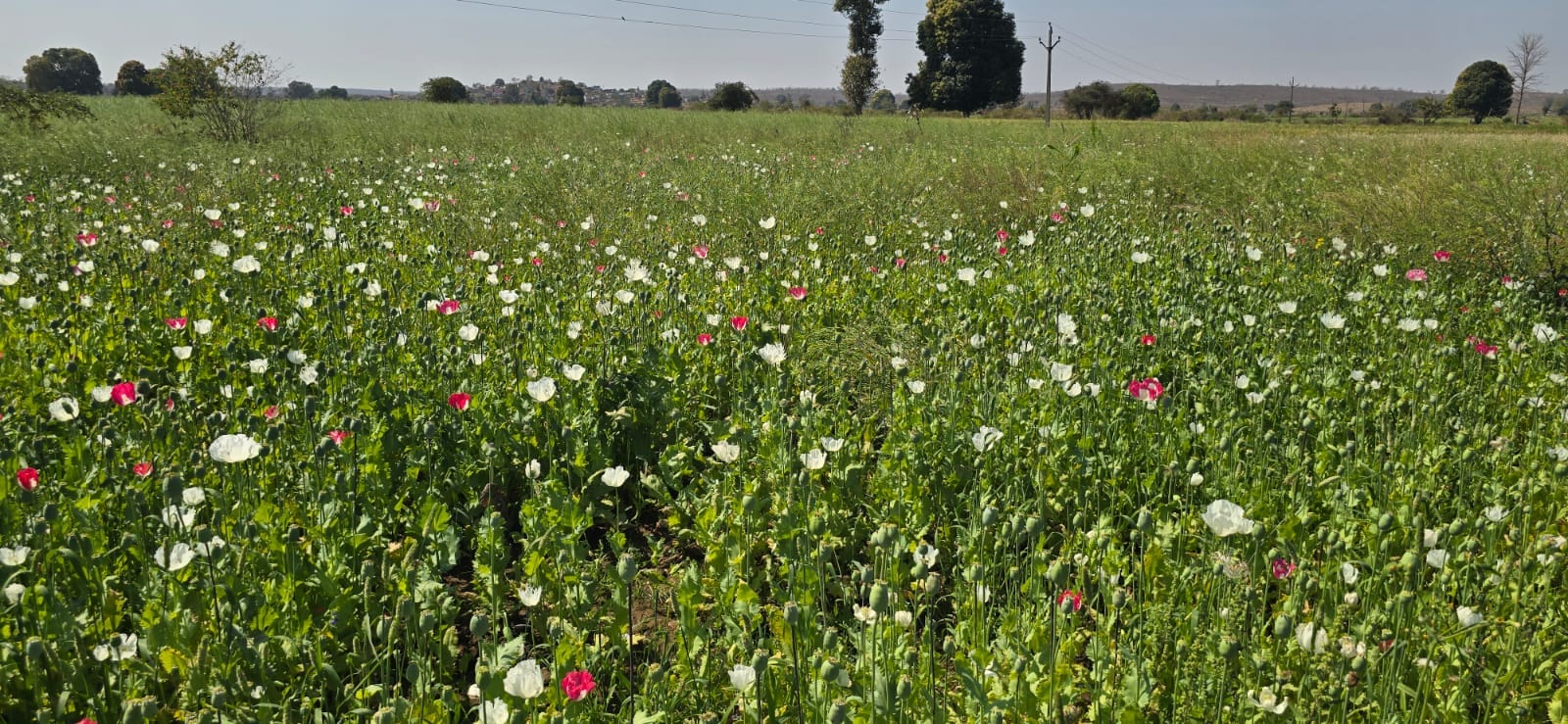 अवैध अफीम को खेती का निरक्षण करने बाइक से पहुंचे दमोह एसपी श्रुतकीर्ति सोमवंशी