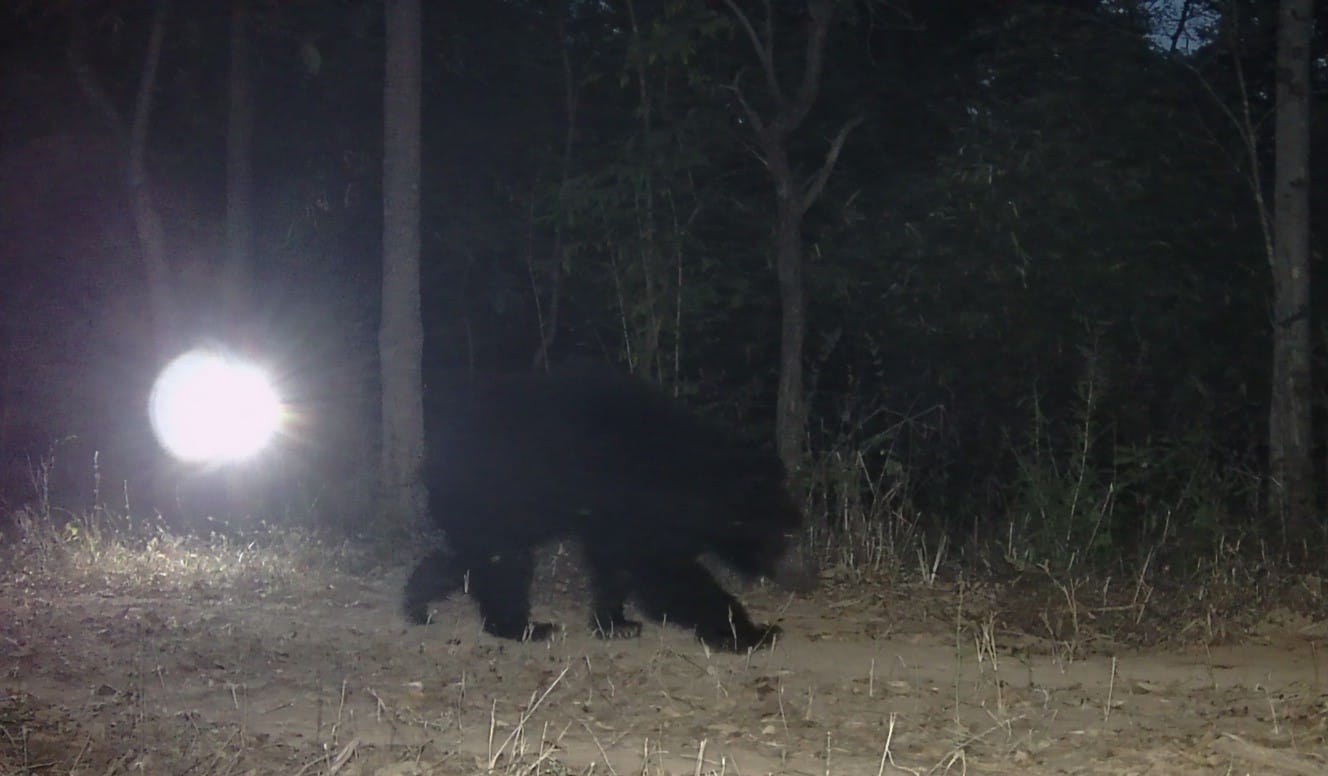फोटो 01 सीकेटीपी-12- जंगल के कैमरे में कैद चीता की फोटो। स्रोत: वन विभाग फोटो 01 सीकेटीपी-12- जंगल के कैमरे में कैद चीता की फोटो। स्रोत: वन विभाग
