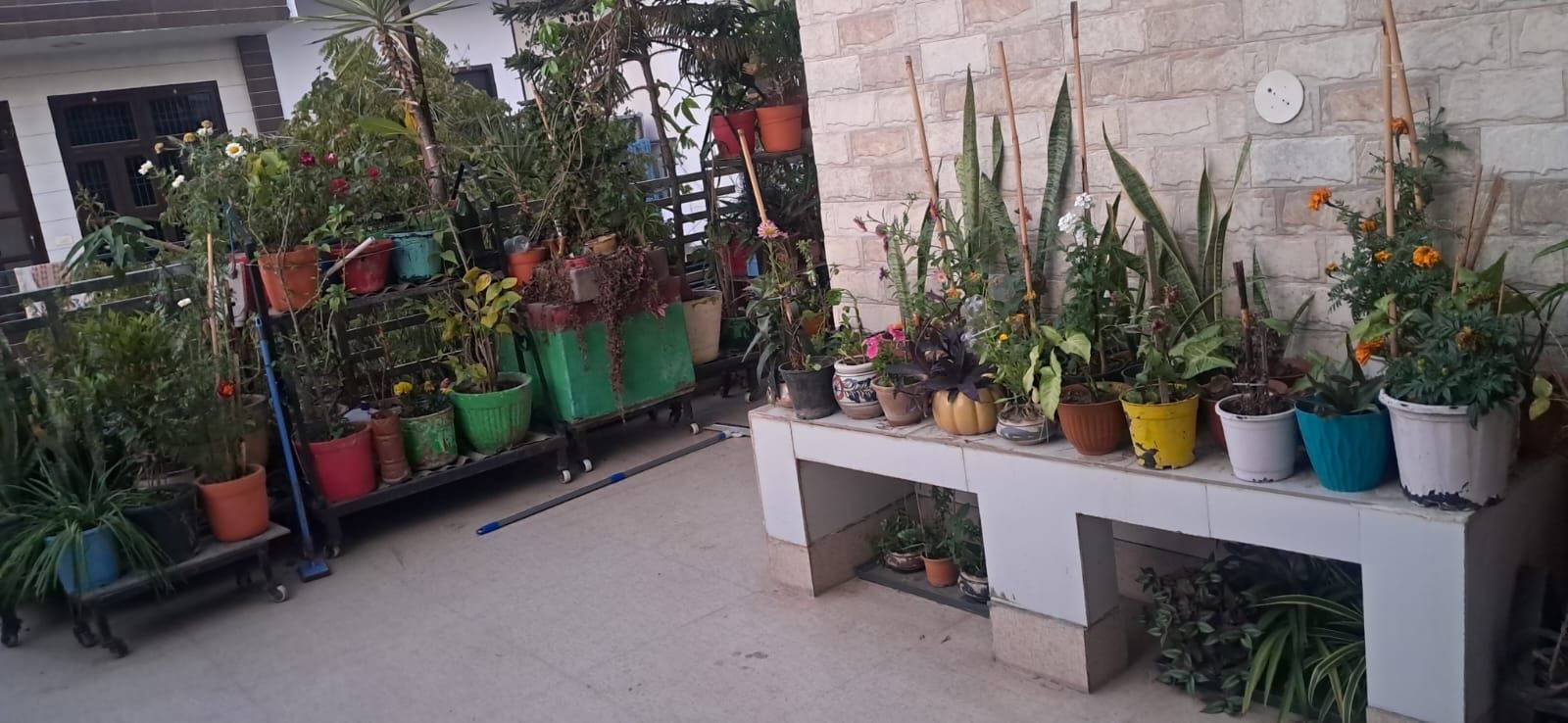 42-छत पर बगिया में पौधों की देखभाल करती भरत कॉलोनी निवासी पूर्व शिक्षिका इंदु शर्मा । संवाद