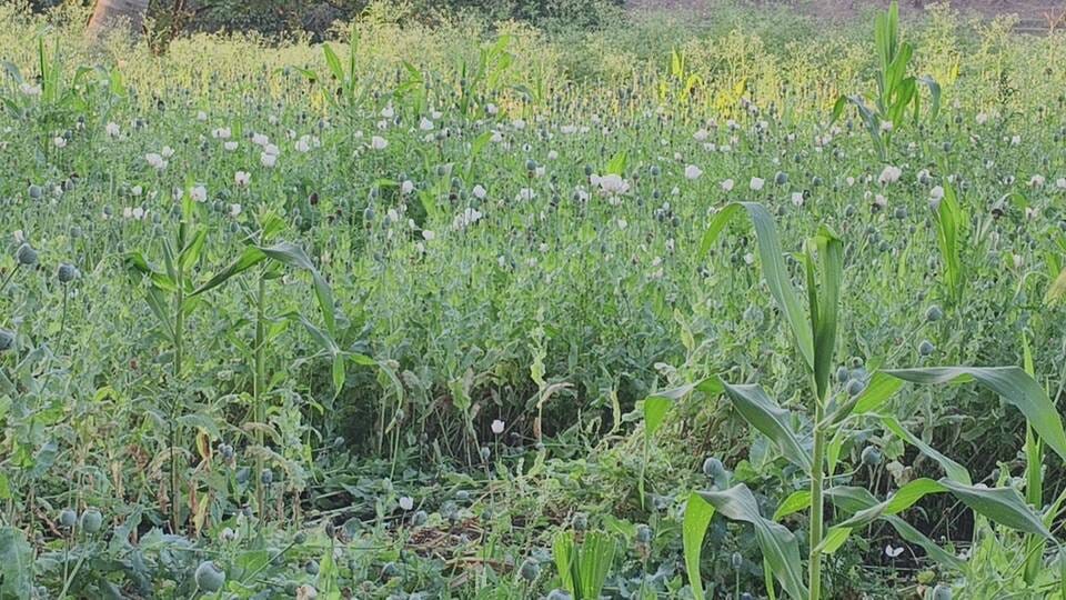 अफीम की खेती पर पुलिस की बड़ी कार्यवाही,करोड़ों का अफीम पुलिस ने किया जप्त