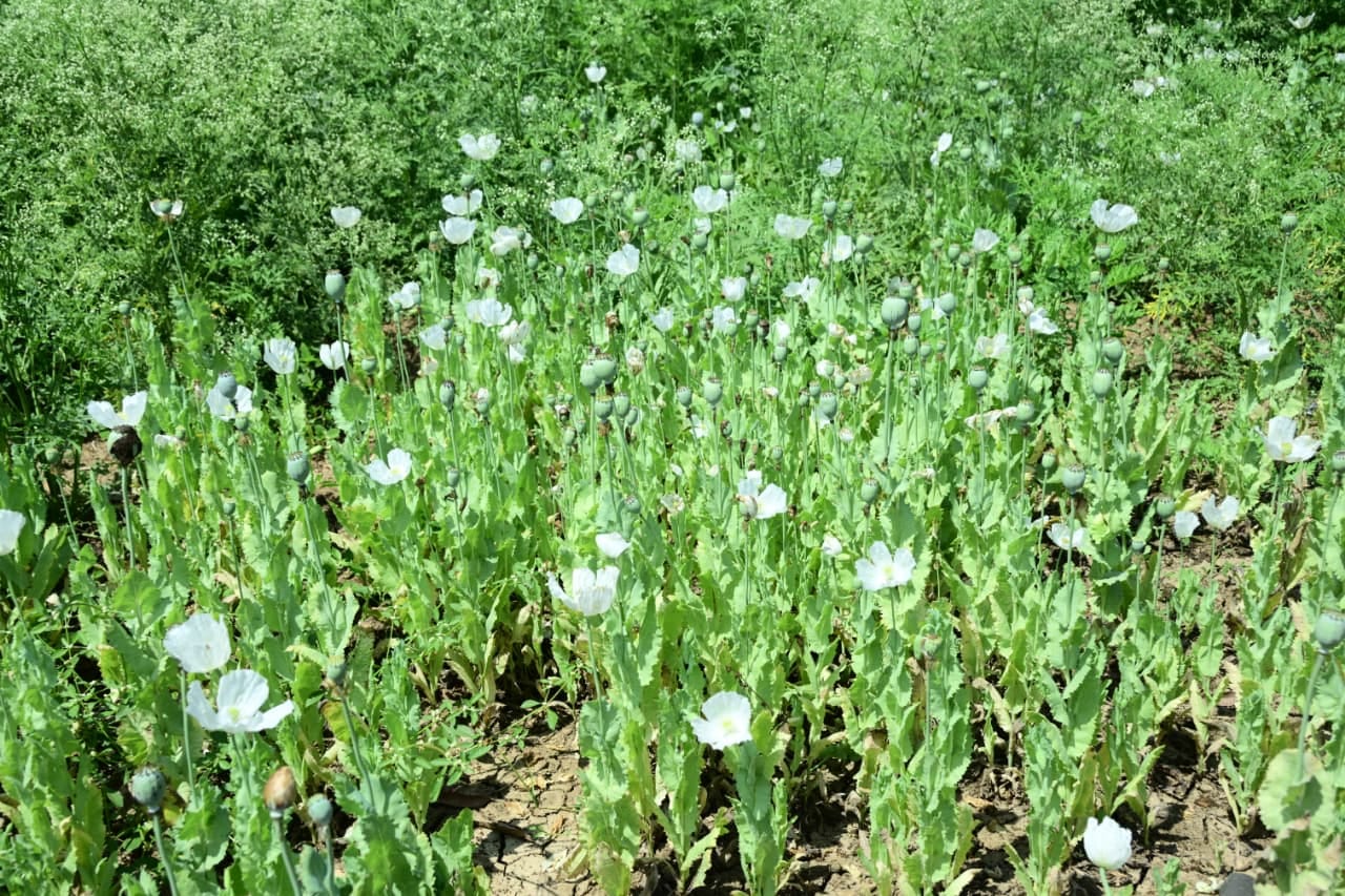 पुलिस ने आरोपी भाजपा नेता सहित 3 आरोपी गिरफ्तार,पुलिस ने खेत से 8 करोड़ का अफीम के पौधा जप्त