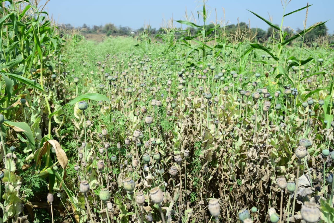 पुलिस ने आरोपी भाजपा नेता सहित 3 आरोपी गिरफ्तार,पुलिस ने खेत से 8 करोड़ का अफीम के पौधा जप्त