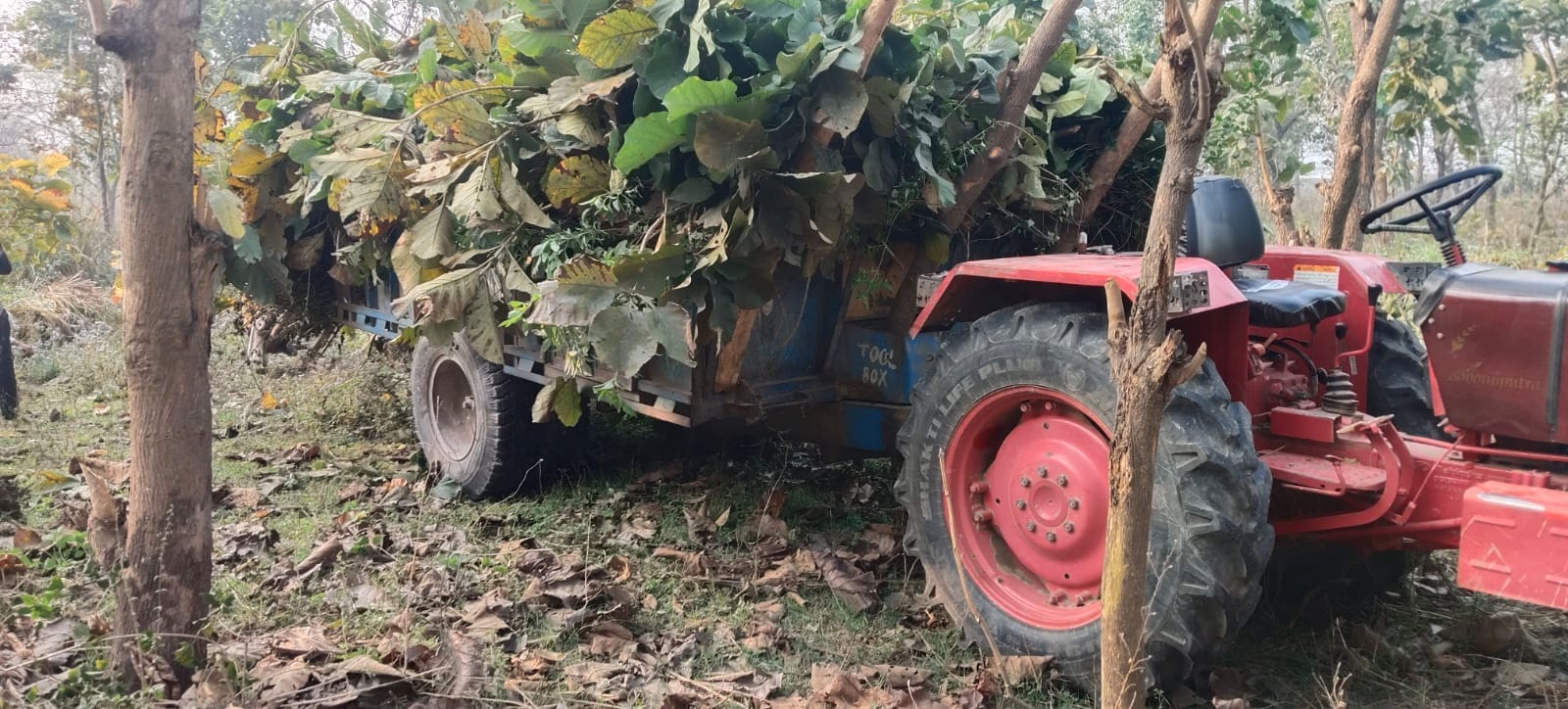 मांडेवाला के जंगल से काटे गए सागवान के पेड़। संवाद मांडेवाला के जंगल से काटे गए सागवान के पेड़। संवाद