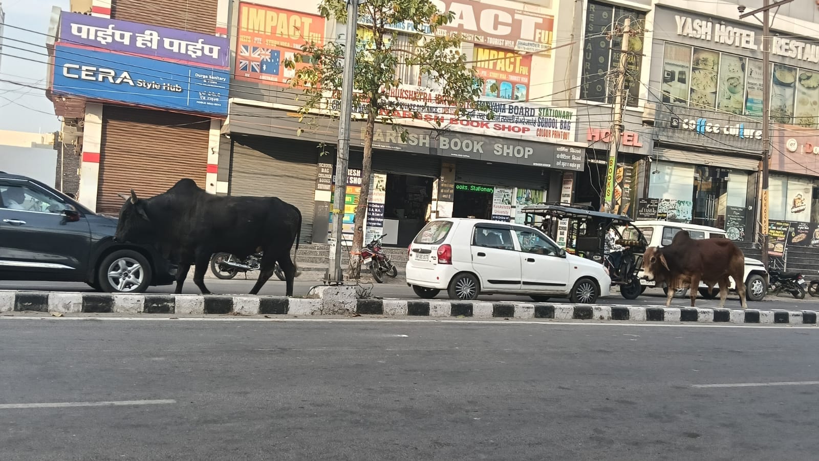 सेक्टर-18 के रिहायशी एरिया में बेसहारा पशुओं का झूंड। संवाद