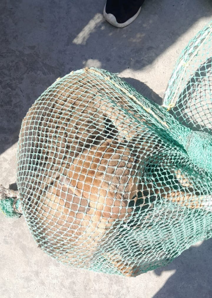 साधुशाह नगर में कुत्तों को पकड़ती प्रशासन की टीम। संवाद