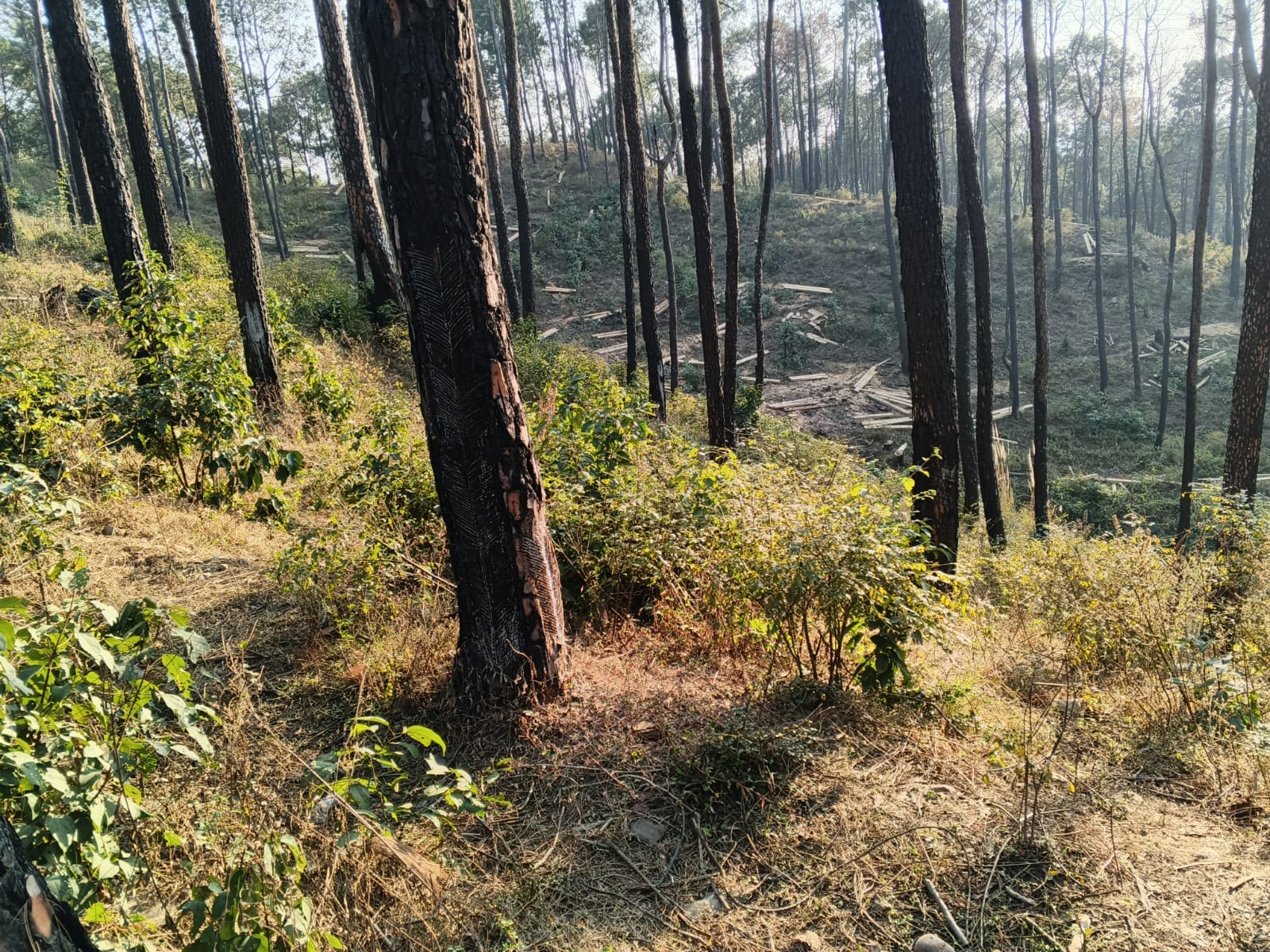 दिले राम