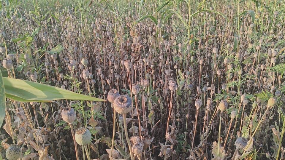 अफीम की बीज सप्लाई करने वाला शख्स चढ़ा पुलिस के हत्थे