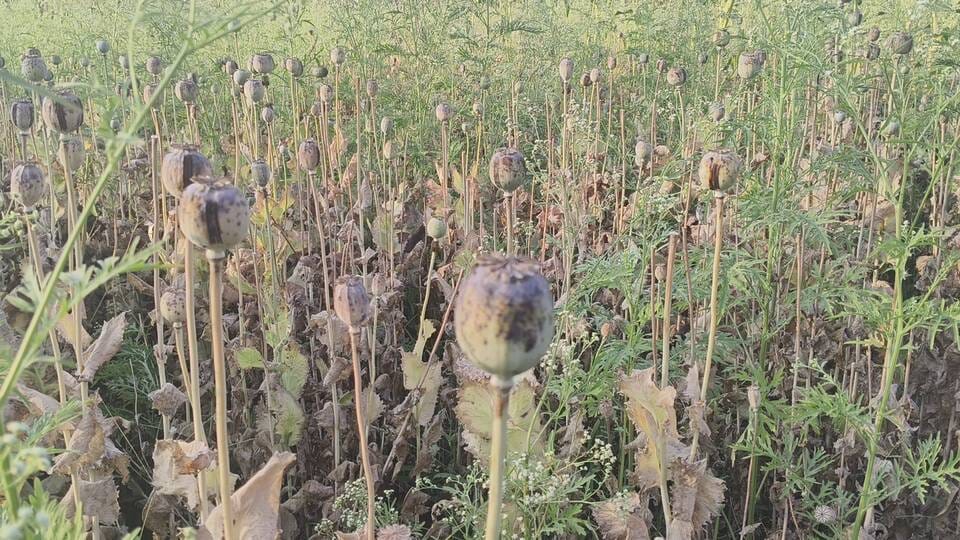 अफीम की बीज सप्लाई करने वाला शख्स चढ़ा पुलिस के हत्थे