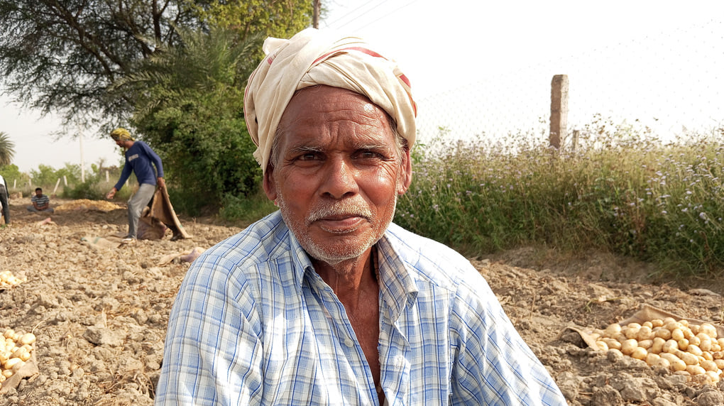 फोटो 26 खेत में खुदाई के बाद रखा आलू। संवाद