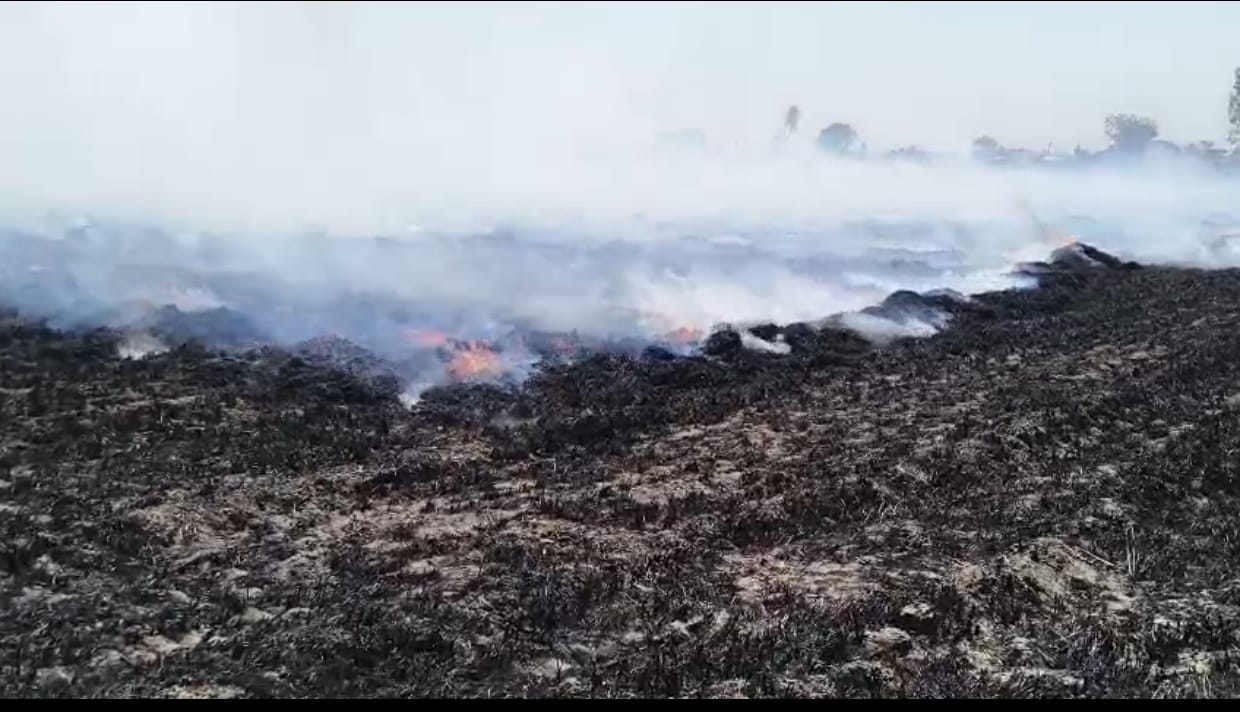 गेहूं के खेत में लगी आग, 100 बीघा की फसल जलकर हुई खाक