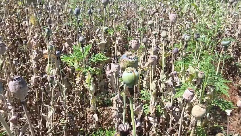 कलेक्टर ने ग्रामीण कृषि विस्तार अधिकारी को किए निलंबित