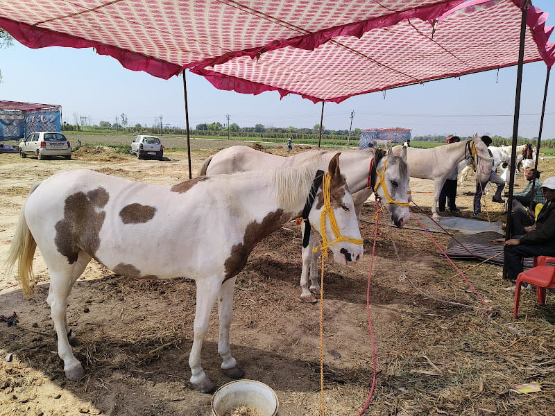 सरधना। गांव मंढ़ियाई के पशु पैठ मैदान में सात दिवसीय घोड़ा और खच्चर मेले का आयोजन। संवाद