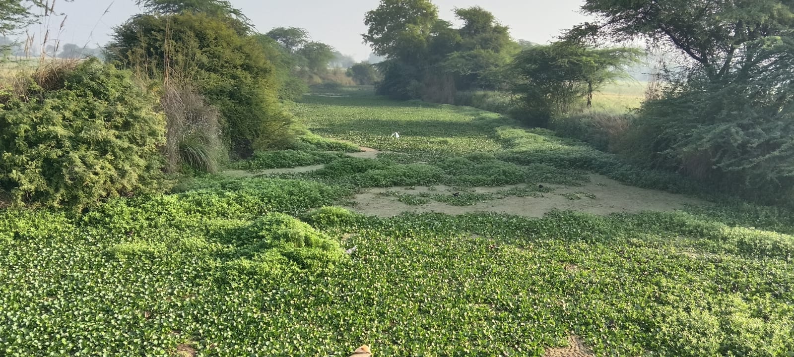 फोटो 21 शहर से गुजर रही ईशन नदी में पड़ी गंदगी और पनपी जलकुंभी। संवाद