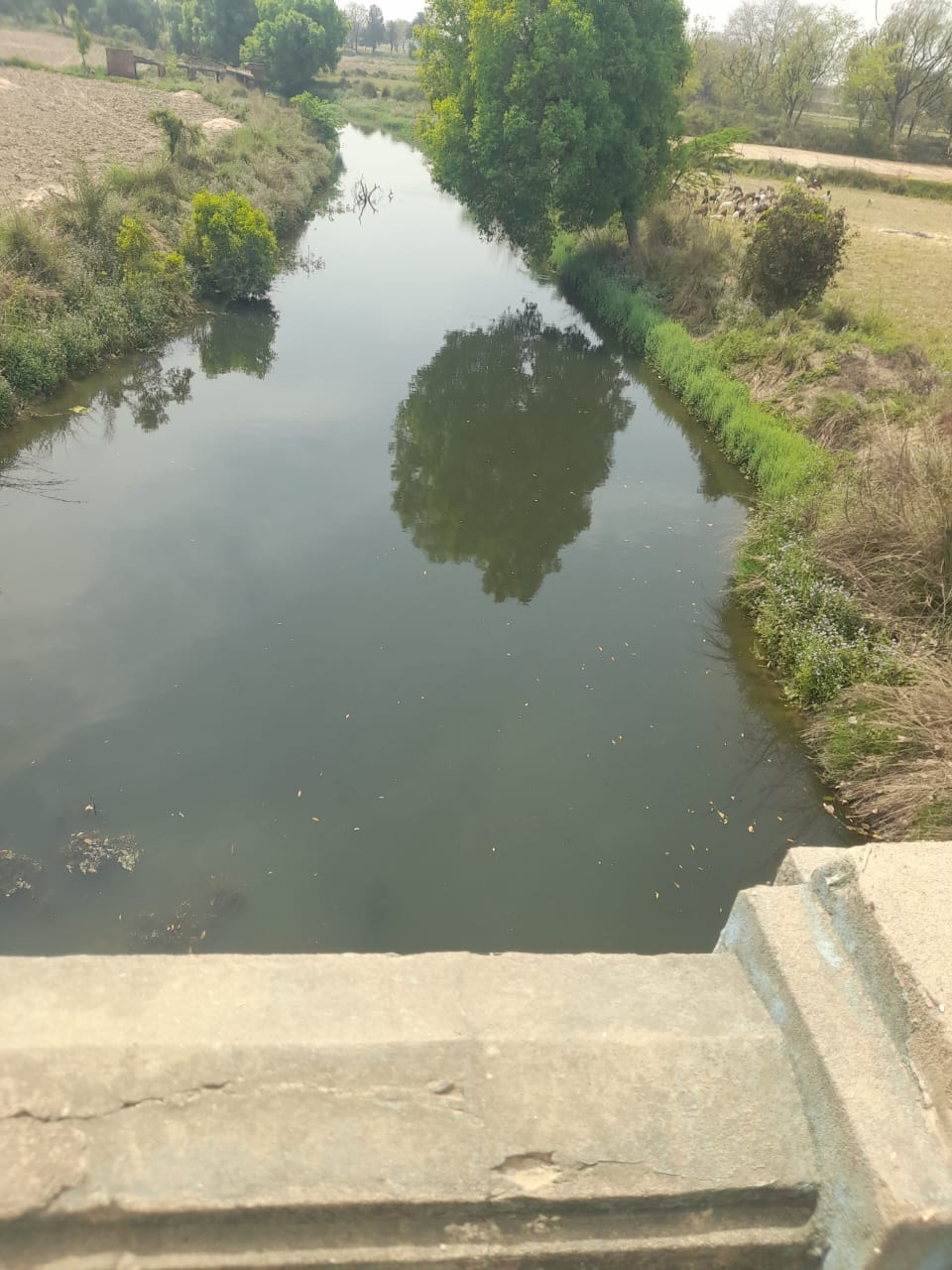 फोटो 21 शहर से गुजर रही ईशन नदी में पड़ी गंदगी और पनपी जलकुंभी। संवाद