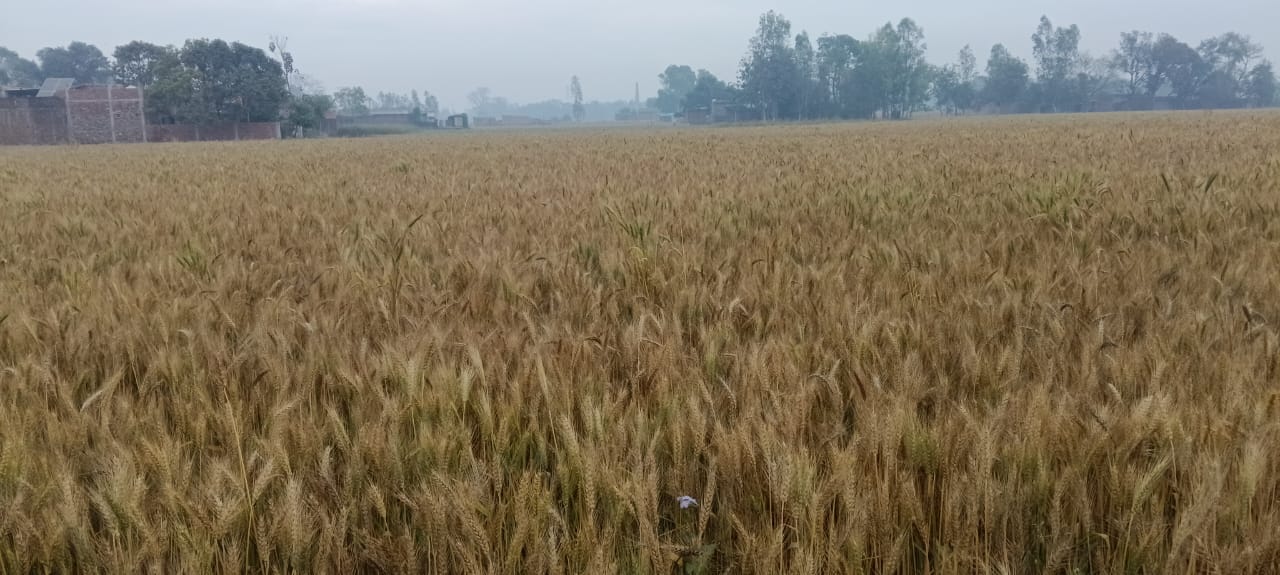 बदला चौराहे पर बूंदाबांदी के बीच निकलते लोग।