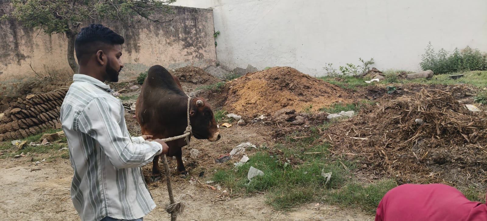 छात्र की मौत के बाद खुखार आवारा सांड को पकड़ते नगर पंचायत कर्मी स्रोत संवाद