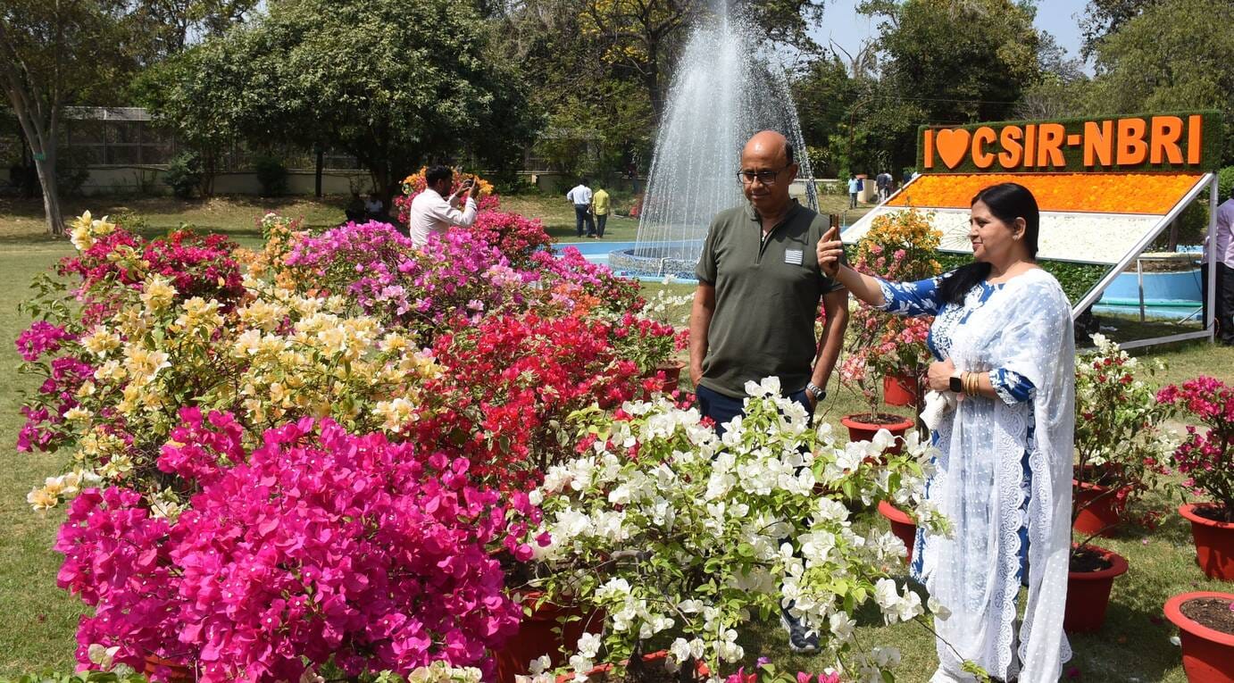 एनबीआरआई में शनिवार को शुरू हुआ दो दिवसीय बोगनविलिया उत्सव। एनबीआरआई में शनिवार को शुरू हुआ दो दिवसीय बोगनविलिया उत्सव।