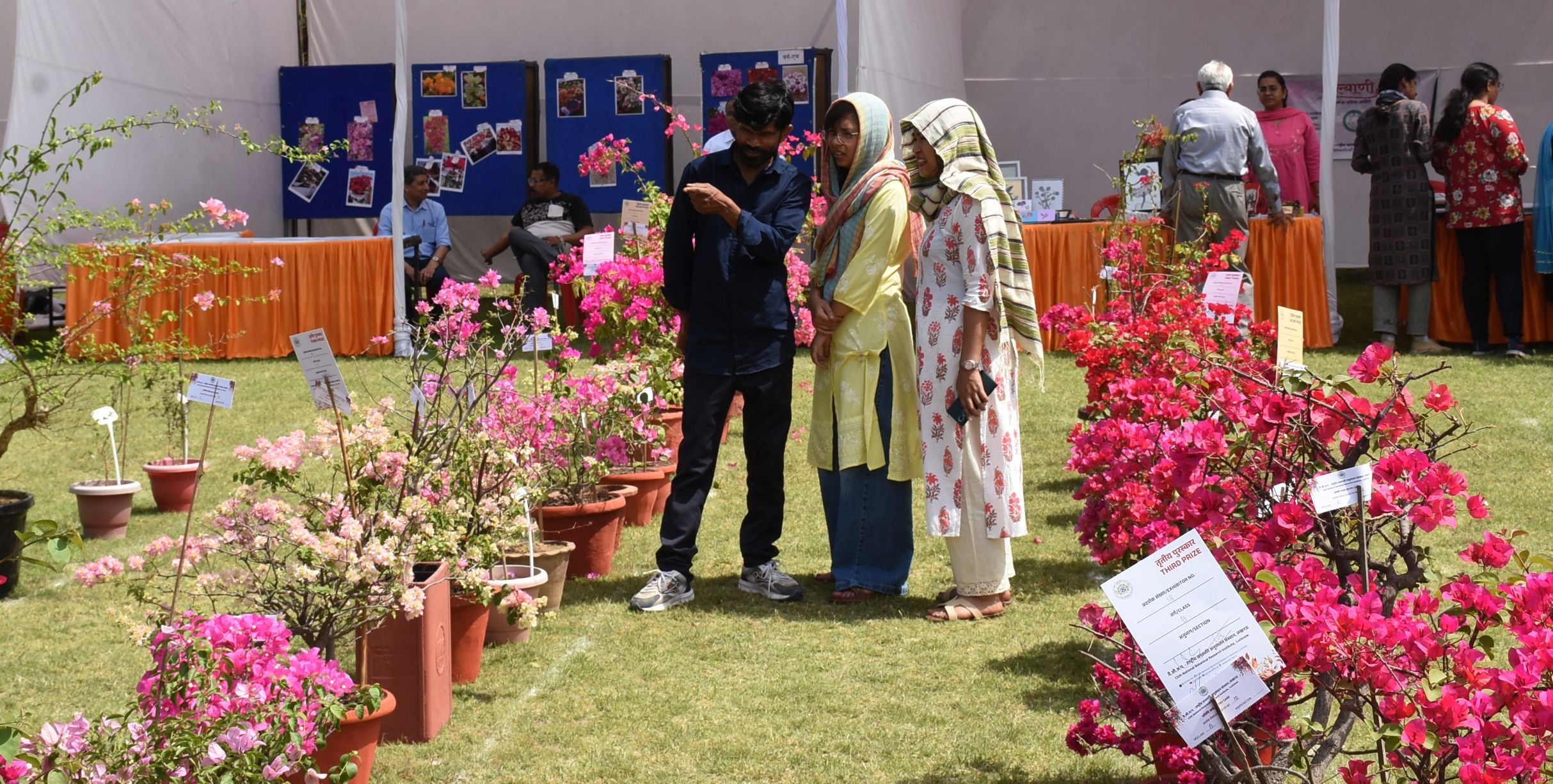 एनबीआरआई में शनिवार को शुरू हुआ दो दिवसीय बोगनविलिया उत्सव। एनबीआरआई में शनिवार को शुरू हुआ दो दिवसीय बोगनविलिया उत्सव।