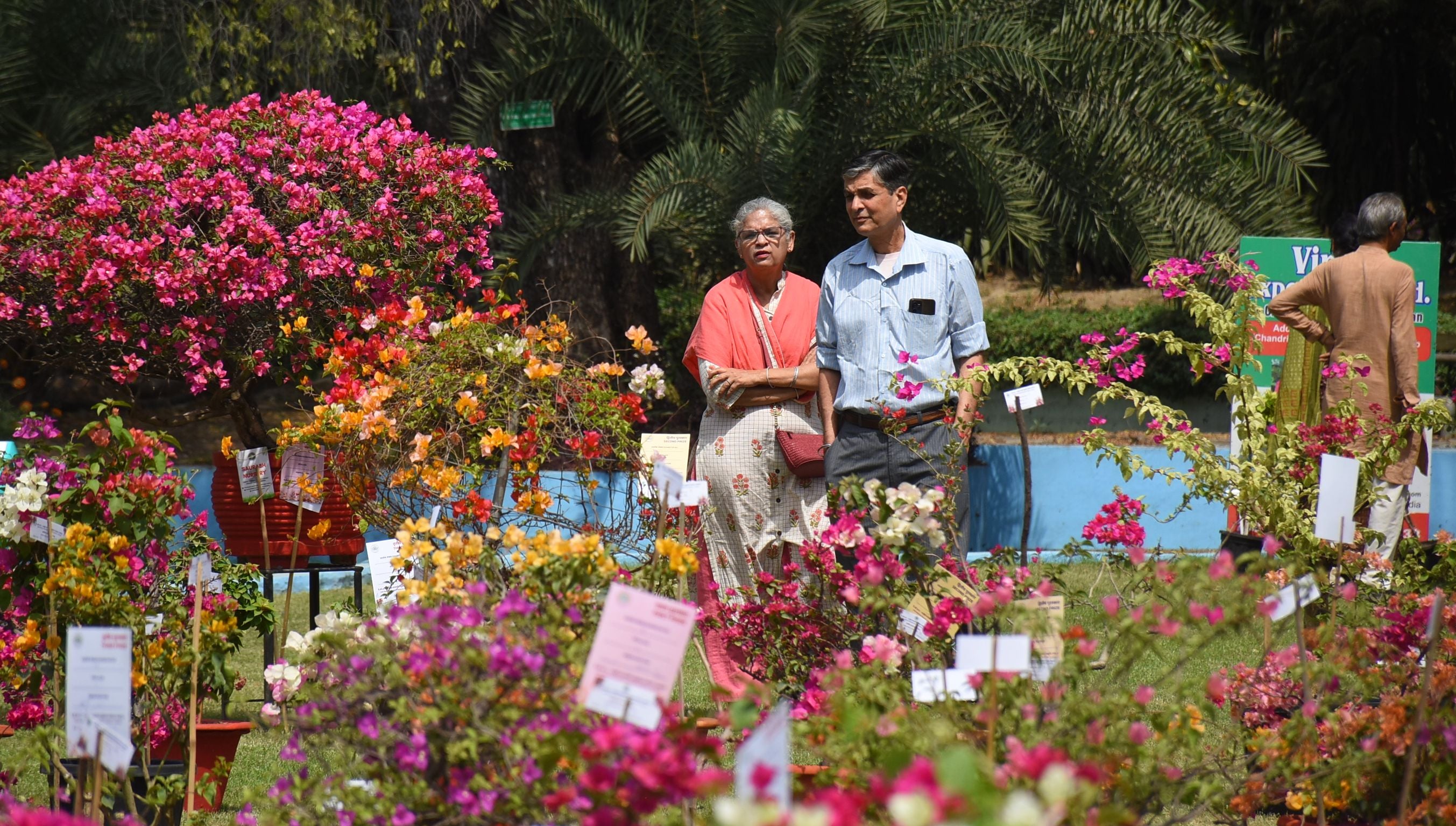 एनबीआरआई में शनिवार को शुरू हुआ दो दिवसीय बोगनविलिया उत्सव। एनबीआरआई में शनिवार को शुरू हुआ दो दिवसीय बोगनविलिया उत्सव।