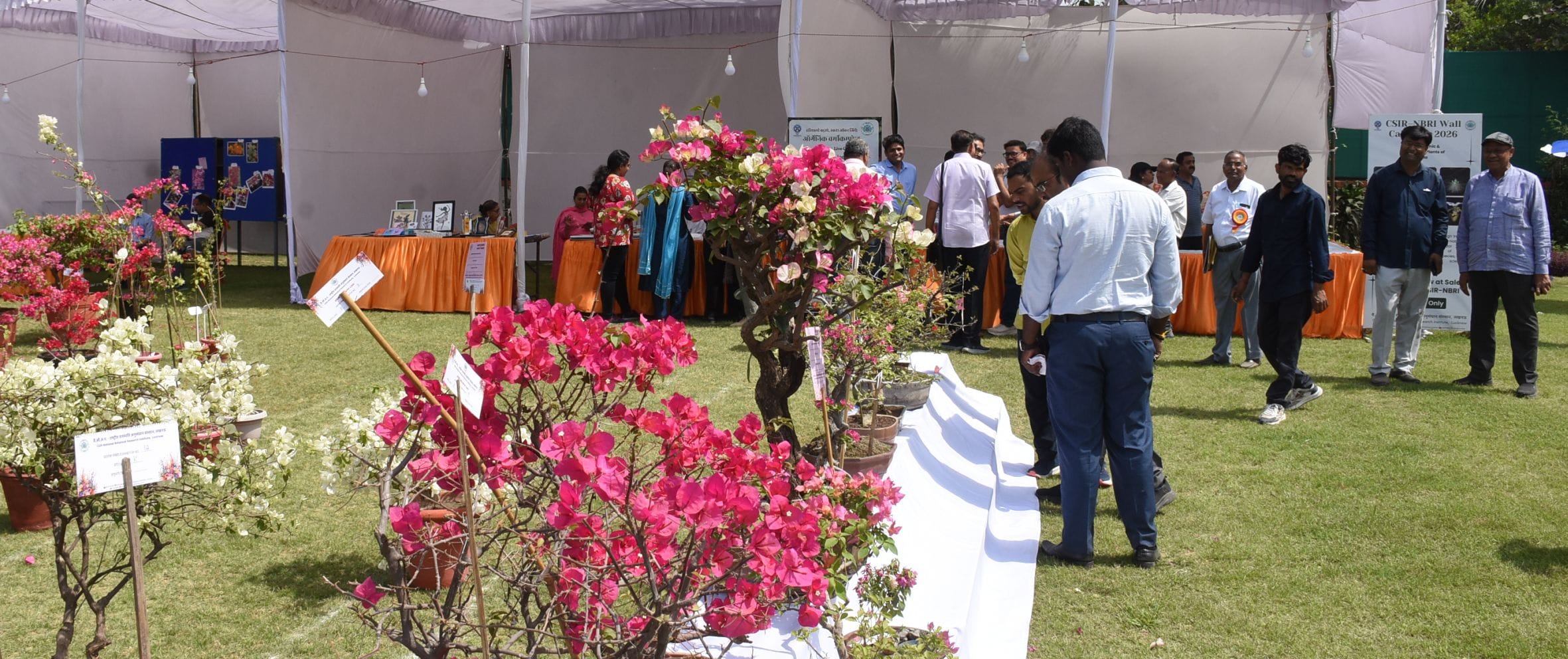 एनबीआरआई में शनिवार को शुरू हुआ दो दिवसीय बोगनविलिया उत्सव। एनबीआरआई में शनिवार को शुरू हुआ दो दिवसीय बोगनविलिया उत्सव।