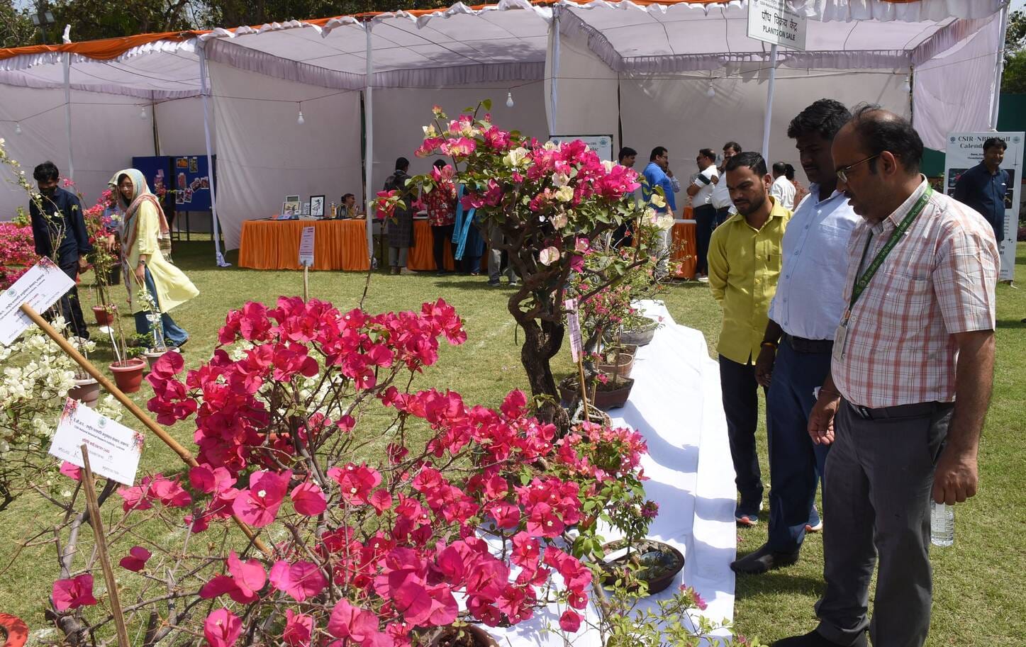 एनबीआरआई में शनिवार को शुरू हुआ दो दिवसीय बोगनविलिया उत्सव। एनबीआरआई में शनिवार को शुरू हुआ दो दिवसीय बोगनविलिया उत्सव।