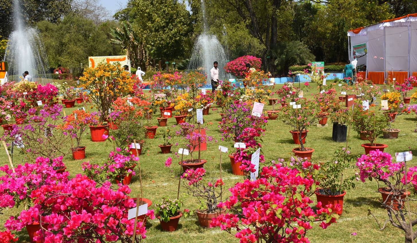 एनबीआरआई में शनिवार को शुरू हुआ दो दिवसीय बोगनविलिया उत्सव। एनबीआरआई में शनिवार को शुरू हुआ दो दिवसीय बोगनविलिया उत्सव।