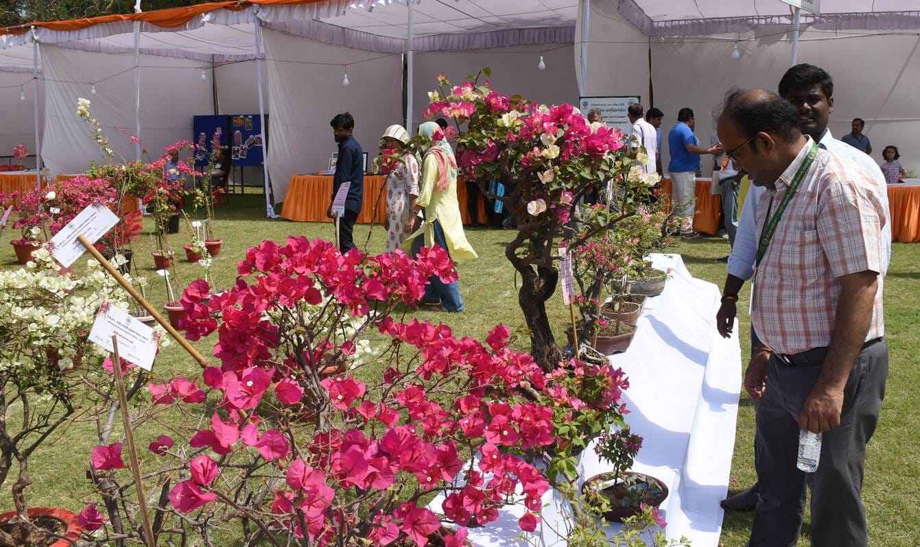 एनबीआरआई में शनिवार को शुरू हुआ दो दिवसीय बोगनविलिया उत्सव। एनबीआरआई में शनिवार को शुरू हुआ दो दिवसीय बोगनविलिया उत्सव।