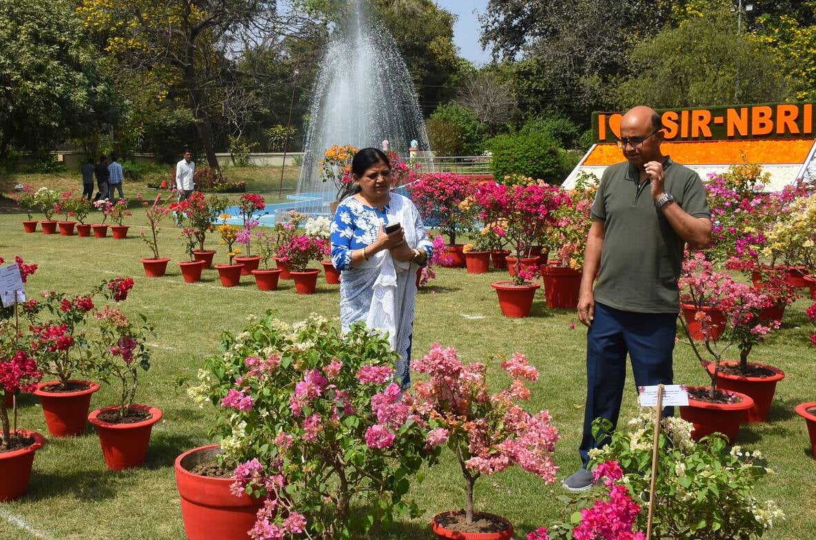 एनबीआरआई में शनिवार को शुरू हुआ दो दिवसीय बोगनविलिया उत्सव। एनबीआरआई में शनिवार को शुरू हुआ दो दिवसीय बोगनविलिया उत्सव।